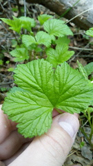Rubus humulifolius