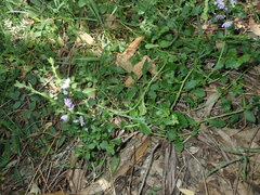 Scaevola albida