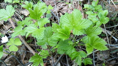 Rubus humulifolius