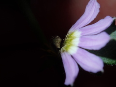 Scaevola albida