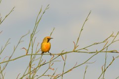 Epthianura aurifrons
