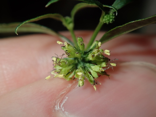 Image of Opercularia diphylla by (c) Thomas Mesaglio, some rights reserved (CC BY)
