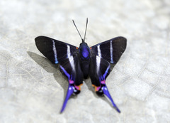 Rhetus arcius thia