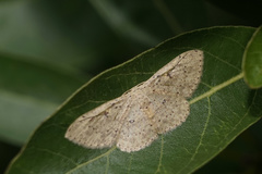 Perixera illepidaria