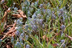 Chloropyron maritimum