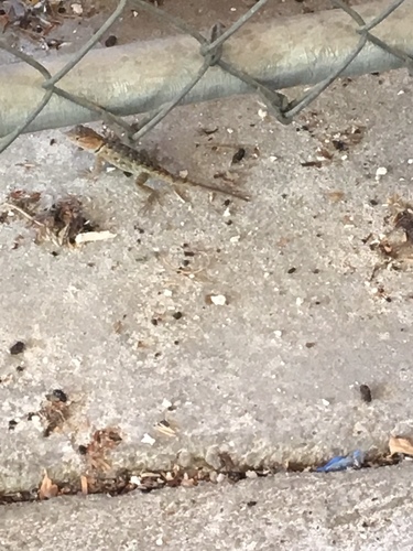 iNaturalist observation photo of Desert Spiny Lizard