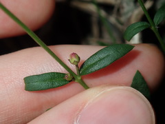 Cyanothamnus polygalifolius