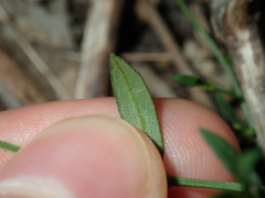 Cyanothamnus polygalifolius