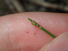 Cyanothamnus polygalifolius