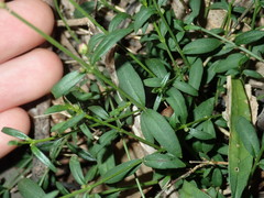 Cyanothamnus polygalifolius
