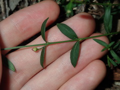 Cyanothamnus polygalifolius