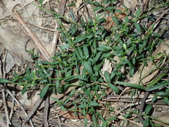 Cyanothamnus polygalifolius