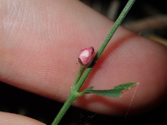 Cyanothamnus polygalifolius