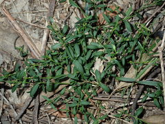 Cyanothamnus polygalifolius