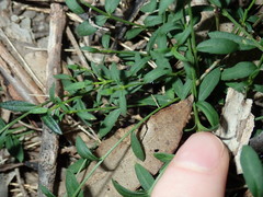 Cyanothamnus polygalifolius