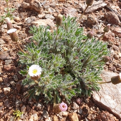 Ixiochlamys cuneifolia