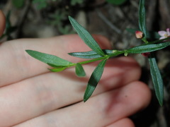 Cyanothamnus polygalifolius