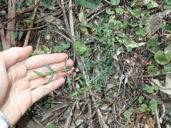 Cyanothamnus polygalifolius