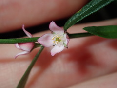 Cyanothamnus polygalifolius