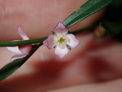 Cyanothamnus polygalifolius