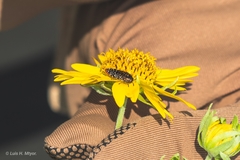 Acmaeodera haemorrhoa