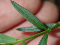 Cyanothamnus polygalifolius
