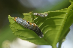 Camptozada mirabilis