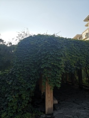 Parthenocissus