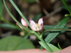 Cyanothamnus polygalifolius