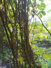 Parthenocissus