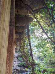 Parthenocissus