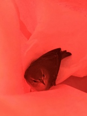 Leiothlypis peregrina