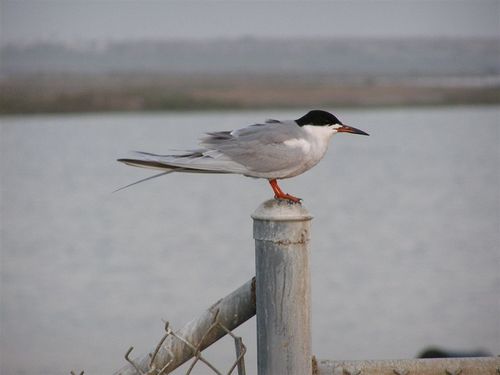 Charrán de Forster (Sterna forsteri)