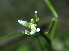Cardamine paucijuga