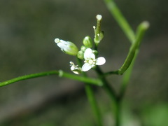 Cardamine paucijuga