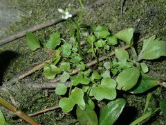 Cardamine paucijuga