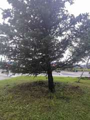 Picea pungens