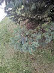 Picea pungens