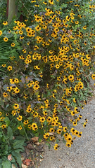 Sanvitalia procumbens