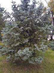 Picea pungens