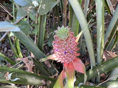 Ananas