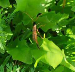 Therion circumflexum
