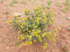 Rhodanthe tietkensii