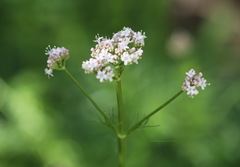 Valeriana officinalis
