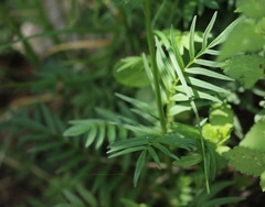 Valeriana officinalis
