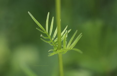 Valeriana officinalis