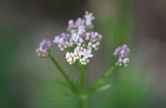 Valeriana officinalis