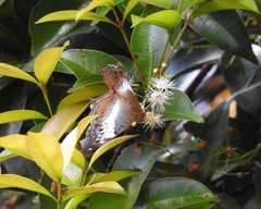 Vindula dejone erotella