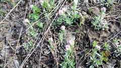 Antennaria dioica
