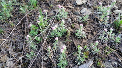 Antennaria dioica
